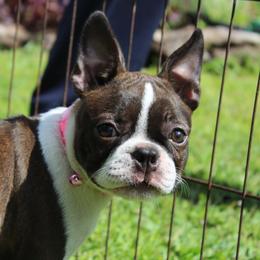 Roxy - Brindle and white female Boston Terrier puppy in Brooksville, Florida from I Love Pups
