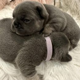 French Bulldogs from Alicia's French Bulldogs