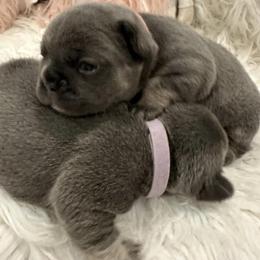 French Bulldogs from Alicia's French Bulldogs