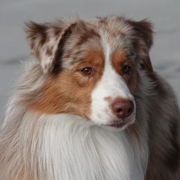 Chase - Australian Shepherd