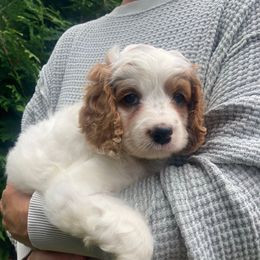Bluey - Sable and white female Cockapoo puppy in Strasburg, Pennsylvania from Dana's Domain Cockapoos