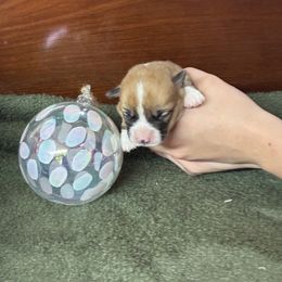 Plunket - Red male Pembroke Welsh Corgi puppy in Delton, Michigan from CorGizmo