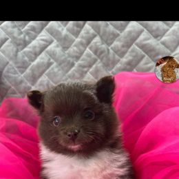 Pomeranian Puppies from Tanner's Majestix Kennels