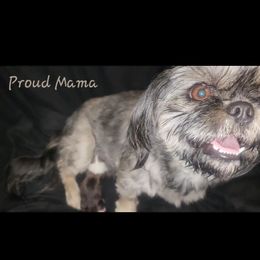Mona ❤️ - Shih Tzu