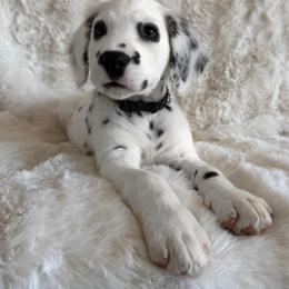 Dalmatian Puppies from Spotted Jewels Dalmatians