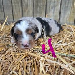 Blue Merle female (4) has full tail - Blue merle female Toy Australian Shepherd puppy in Hillsboro, Illinois from Shoal Creek Puppies