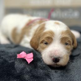 Pink Female - Parti female Goldendoodle puppy in Great Falls, Montana from Montana Goldendoodles