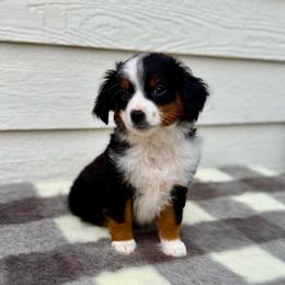 Marshmallow - Blue merle male Toy Australian Shepherd puppy in Norco, California from River Springs Aussies