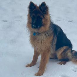German Shepherds from Shepherds Rose Garden