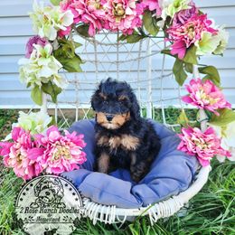 Bernedoodle Puppies from 2 Rose Ranch Doodles