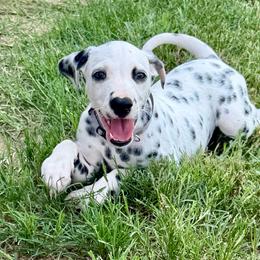 Bandit - White and black male Dalmatian puppy in Mt. Vernon, Texas from Double B
