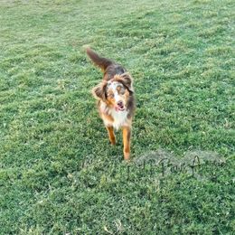 Polly - Toy Australian Shepherd