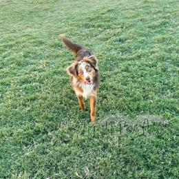 Polly - Toy Australian Shepherd