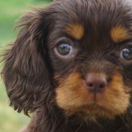 Bernedoodles, Cavalier King Charles Spaniels, and Poodles from Treasure Valley Poodles