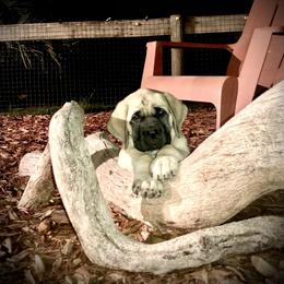 Mastiff Puppies from Majestic Mastiffs of Florida