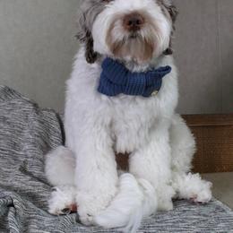 Winston - Merle male Goldendoodle puppy in Warsaw, Ohio from Lovabledoodles