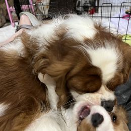 Cavalier King Charles Spaniel Puppies from Cynthia's Cavaliers