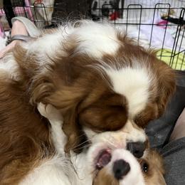 Cavalier King Charles Spaniel Puppies from Cynthia's Cavaliers