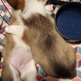 Pembroke Welsh Corgi Puppies from Corgis of Avalon