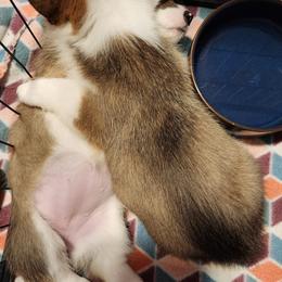 Pembroke Welsh Corgi Puppies from Corgis of Avalon