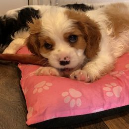 Cavalier King Charles Spaniel Puppies from Austin Cavaliers