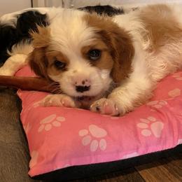 Cavalier King Charles Spaniel Puppies from Austin Cavaliers