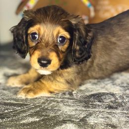 Rusty - Red male Dachshund puppy in Conway, Missouri from Ozark Mountain Kennel