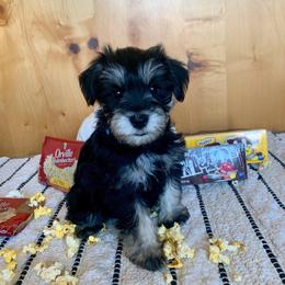 Miniature Schnauzer Puppies from Schnauzers on Robinson Lane