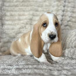 Snickers (green) - Red and white male Basset Hound puppy in Kingsport, Tennessee from Bear’s Bassets