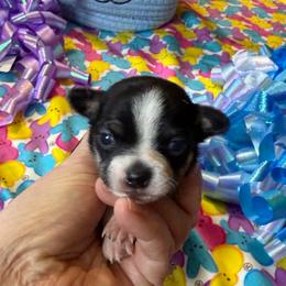 Sinatra - Black and tan male Chihuahua puppy in Seneca, Missouri from Stephanie’s Puppy Colony