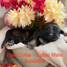 Red Collar - Sable male German Shepherd puppy in Saint Charles, Missouri from Lowemond German Shepherds