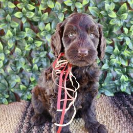 Walnut - Chocolate male Australian Labradoodle puppy in Hartshorne, Oklahoma from Jena Edmond