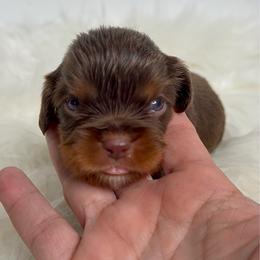 Twix - Chocolate male Cavalier King Charles Spaniel puppy in Miami, Florida from Maria's Pups