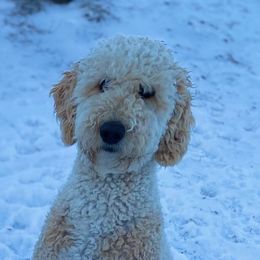 Honey - Goldendoodle