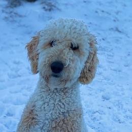 Honey - Goldendoodle
