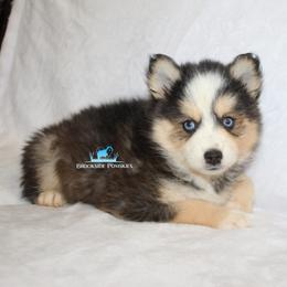 Pomsky Puppies from Mischa Nelson