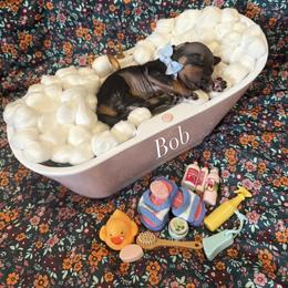 Bob - male American Hairless Terrier puppy in Marietta, Georgia from Black Tie Danes and Sleek Society AHT