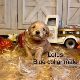 Lotus - Red  male Goldendoodle puppy in North Branch, Michigan from Graceful Miniature Goldendoodles