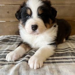 Encore - Black tri-color male Australian Shepherd puppy in Kearney, Nebraska from Helix Aussies