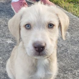 Labradoodles from Mountain Trail Doodles
