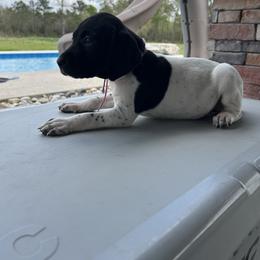 Pink purple - Black roan female German Shorthaired Pointer puppy in Huntington, Texas from B&B GSP’S