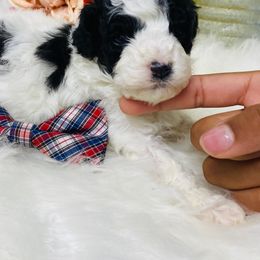 Gummy bear. AKC. Clear - Parti male Poodle puppy in Nixa, Missouri from Family Poodles