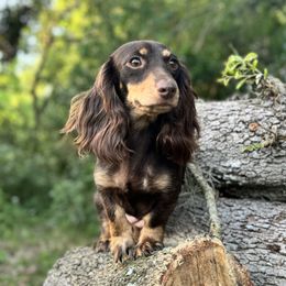 Tillie - Dachshund