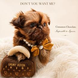 Palmer - Red female Shih Tzu puppy in Richmond, Texas from Aleka Shih Tzu