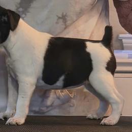 Havana - Black white and tan female Rat Terrier puppy in Savoy, Texas from Rockin EZ Rat Terriers