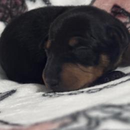 Tango's Assassin in Stilettos (Stella) - Black and tan female Manchester Terrier puppy in East Oakdale, California from Tango Kennels