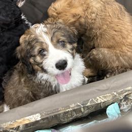 Airedale Terrier, Bernedoodle, and Bernese Mountain Dog Puppies from Beitzel Babies