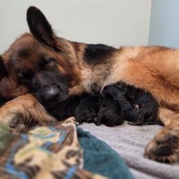 Patience - Black and red female German Shepherd puppy in Columbus, Indiana from Stony Lonesome GSD