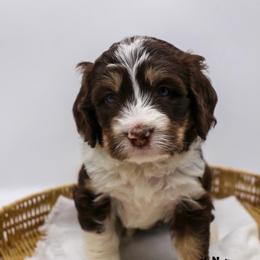 Juniper - Tri-color female Bernedoodle puppy in Edmond, Oklahoma from Rock N Roll Doodles