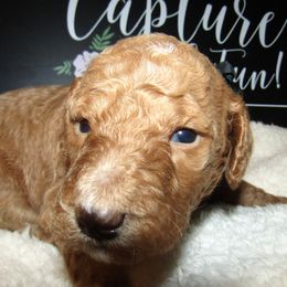 Goldendoodle and Poodle Puppies from David & Patricia Elliott